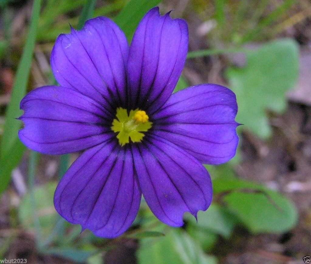 100 Blue-Eyed Grass Seeds - Seed World