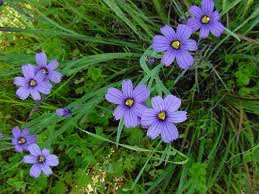 100 Blue-Eyed Grass Seeds - Seed World