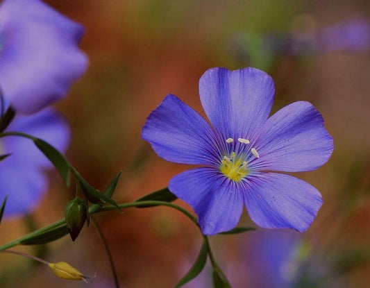 100 Blue Flax "Prairie Flax" Seeds - Seed World