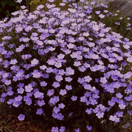100 Blue Flax "Prairie Flax" Seeds - Seed World
