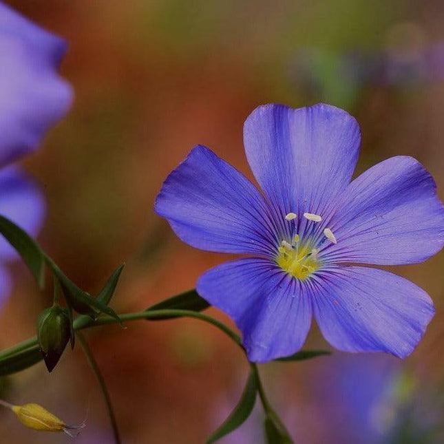 100 Blue Flax "Prairie Flax" Seeds - Seed World