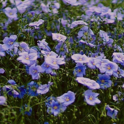 100 Blue Flax "Prairie Flax" Seeds - Seed World