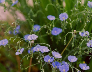 100 Blue Flax "Prairie Flax" Seeds - Seed World