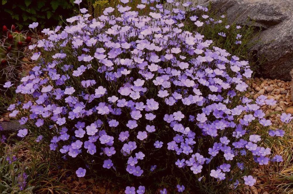 100 Blue Flax "Prairie Flax" Seeds - Seed World
