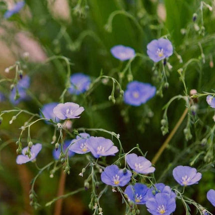 100 Blue Flax "Prairie Flax" Seeds - Seed World