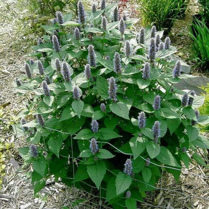 100 Blue Giant Hyssop | Agastache Foeniculum Seeds - Seed World