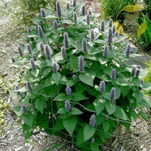 100 Blue Giant Hyssop | Agastache Foeniculum Seeds - Seed World