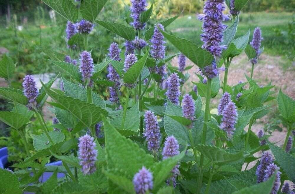 100 Blue Giant Hyssop | Agastache Foeniculum Seeds - Seed World
