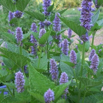 100 Blue Giant Hyssop | Agastache Foeniculum Seeds - Seed World