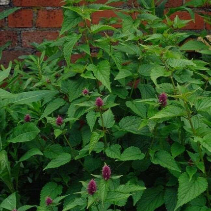 100 Blue Giant Hyssop | Agastache Foeniculum Seeds - Seed World