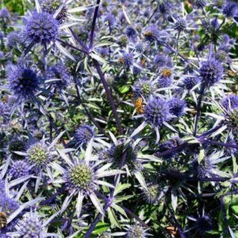 100 Blue Sea Holly Eryngium Planum Seeds - Seed World
