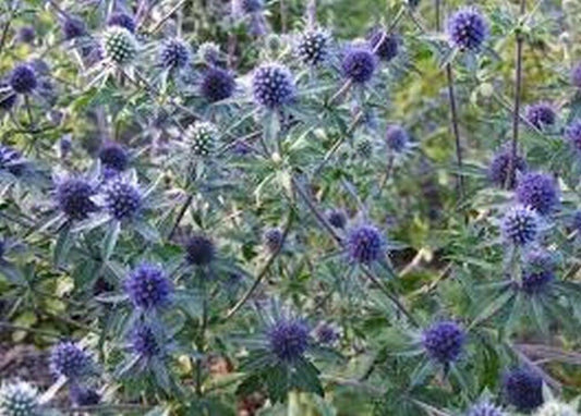 100 Blue Sea Holly Eryngium Planum Seeds - Seed World
