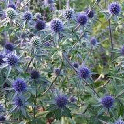 100 Blue Sea Holly Eryngium Planum Seeds - Seed World