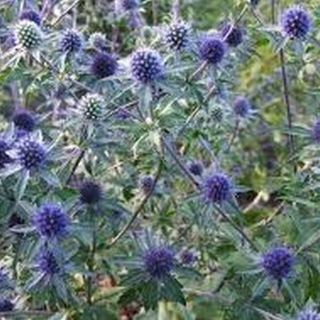 100 Blue Sea Holly Eryngium Planum Seeds - Seed World