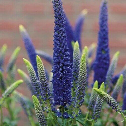 100 Blue Veronica Seeds - Seed World