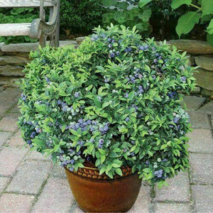 100 Blueberry Seeds - Dwarf Top Hat | Low Bush Variety - Seed World