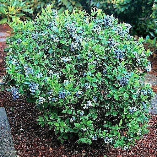 100 Blueberry Seeds - Dwarf Top Hat | Low Bush Variety - Seed World