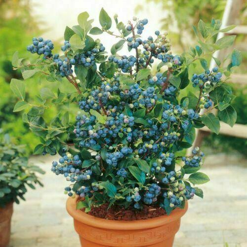 100 Blueberry Seeds - Dwarf Top Hat | Low Bush Variety - Seed World