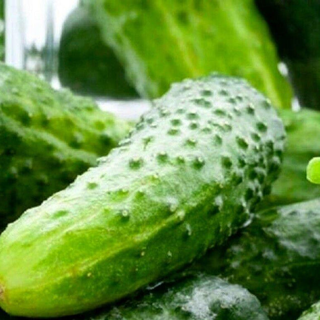 100 Boston Pickling Cucumber Seeds - Seed World