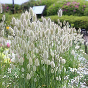 100 Bunny Tails Ornamental Grass Seeds - Seed World