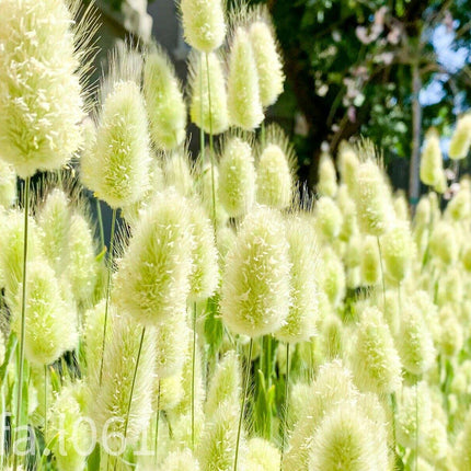 100 Bunny Tails Ornamental Grass Seeds - Seed World