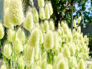 100 Bunny Tails Ornamental Grass Seeds - Seed World