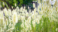 100 Bunny Tails Ornamental Grass Seeds - Seed World