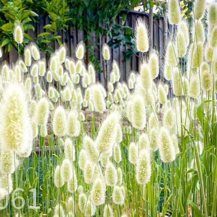 100 Bunny Tails Ornamental Grass Seeds - Seed World