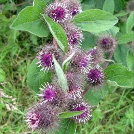 100 Burdock - Arctium Lappa Seeds - Seed World