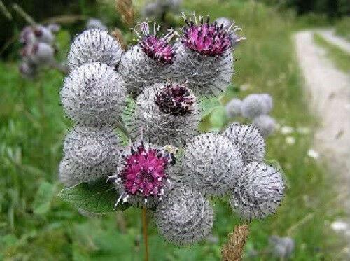 100 Burdock - Arctium Lappa Seeds - Seed World