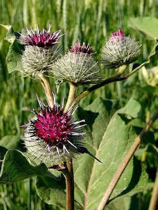 100 Burdock - Arctium Lappa Seeds - Seed World