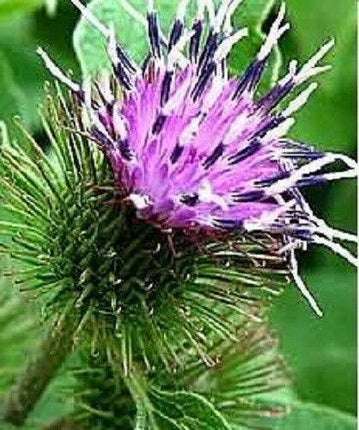 100 Burdock - Arctium Lappa Seeds - Seed World
