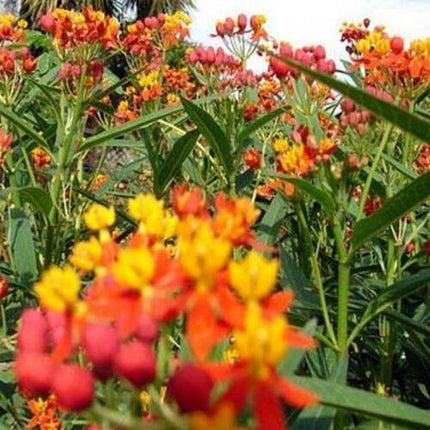100 Butterfly Weed - Tropical Milkweed Seeds - Seed World