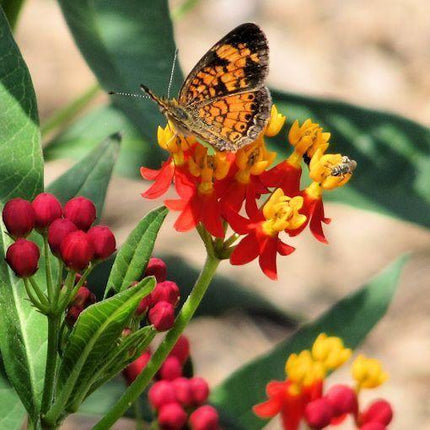 100 Butterfly Weed - Tropical Milkweed Seeds - Seed World