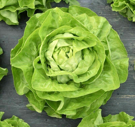 100 Butterhead Lettuce Seeds - Seed World