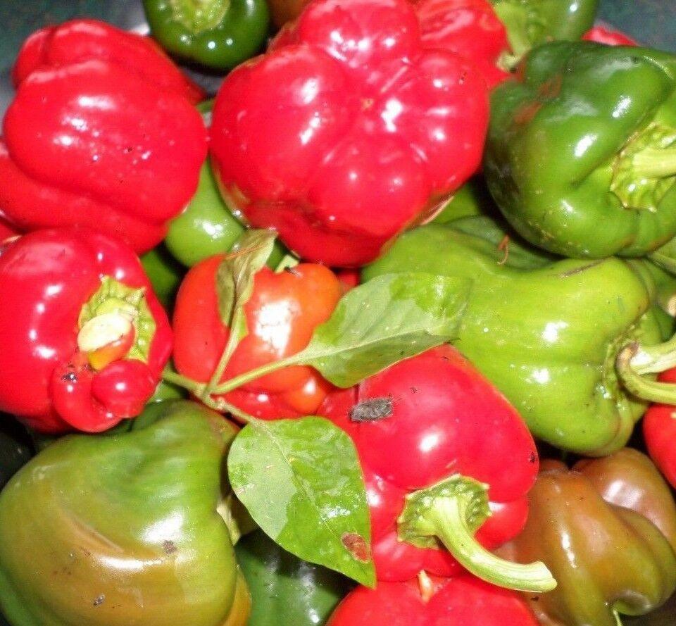 California Wonder Red Bell Pepper Seeds