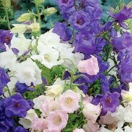 100 Canterbury Bells Campanula Mix Seeds - Seed World