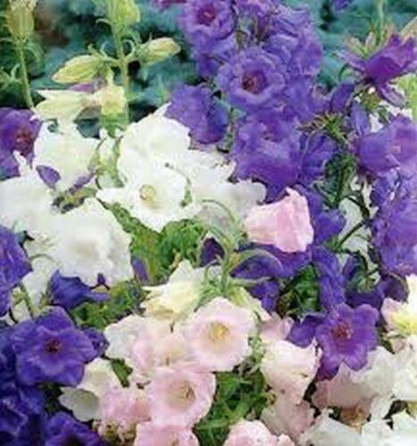 100 Canterbury Bells Campanula Mix Seeds - Seed World