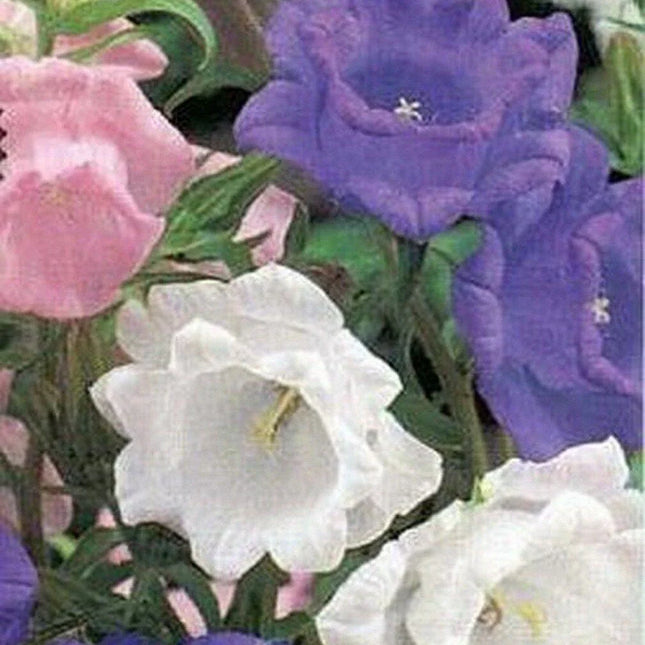 100 Canterbury Bells Campanula Mix Seeds - Seed World