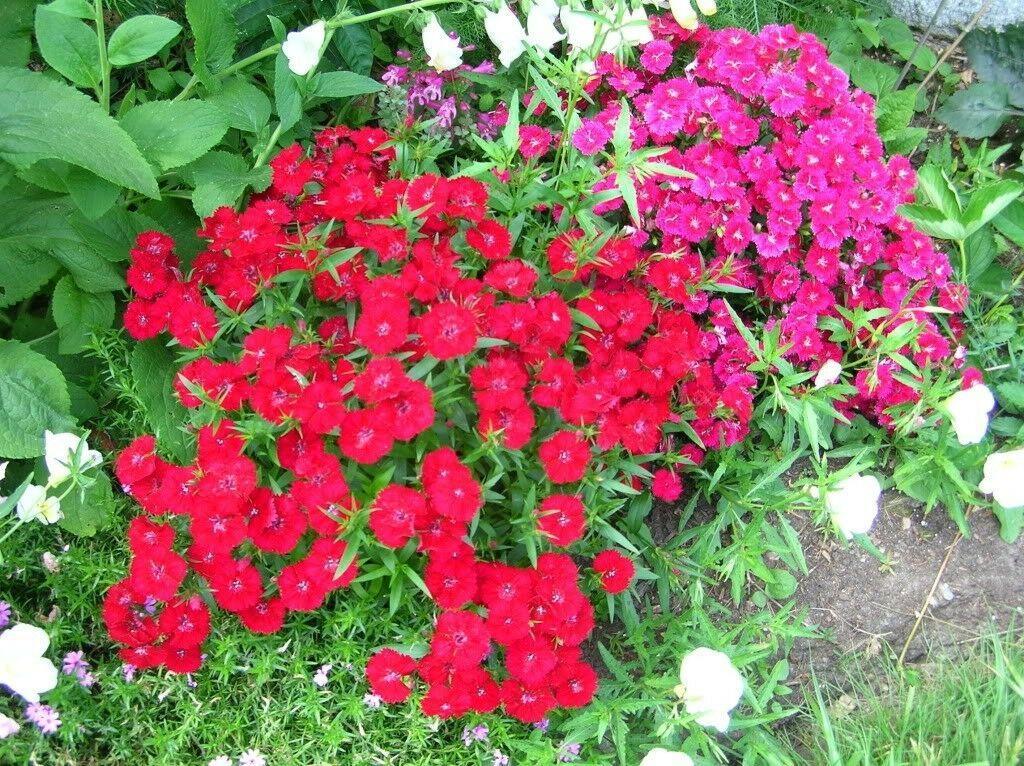 100 Cardinal Dianthus Seeds - Seed World