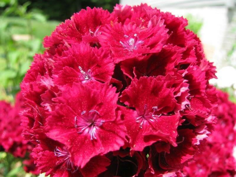 100 Cardinal Dianthus Seeds - Seed World