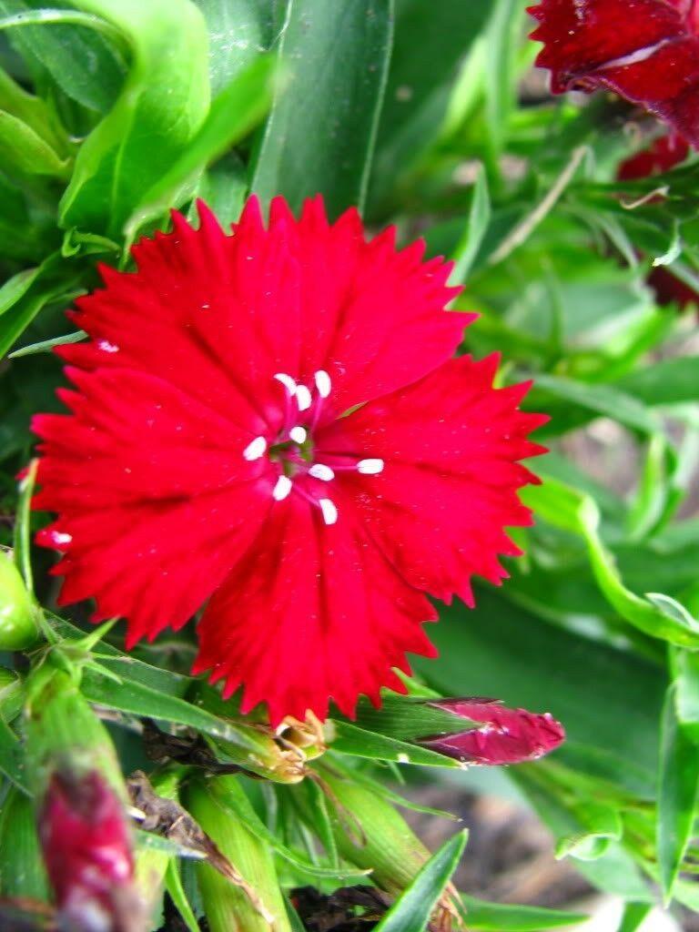 100 Cardinal Dianthus Seeds - Seed World