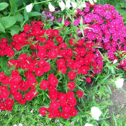 100 Cardinal Dianthus Seeds - Seed World