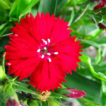 100 Cardinal Dianthus Seeds - Seed World