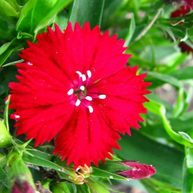 100 Cardinal Dianthus Seeds - Seed World
