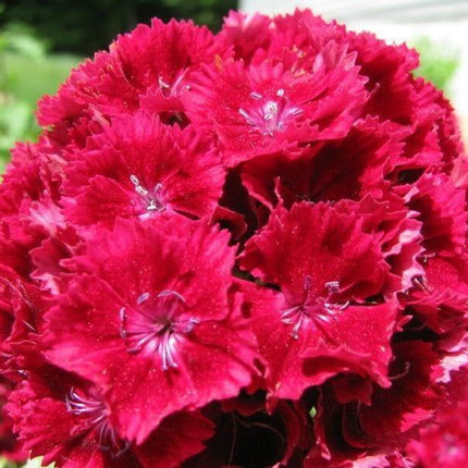 100 Cardinal Dianthus Seeds - Seed World