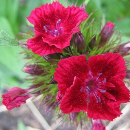 100 Cardinal Dianthus Seeds - Seed World