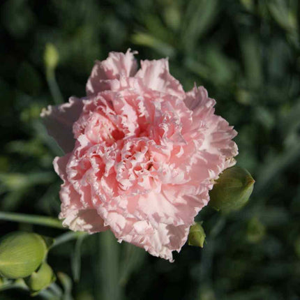 100 Carnation - Chabaud La France Seeds - Seed World