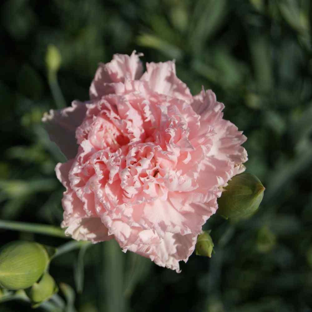 100 Carnation - Chabaud La France Seeds - Seed World