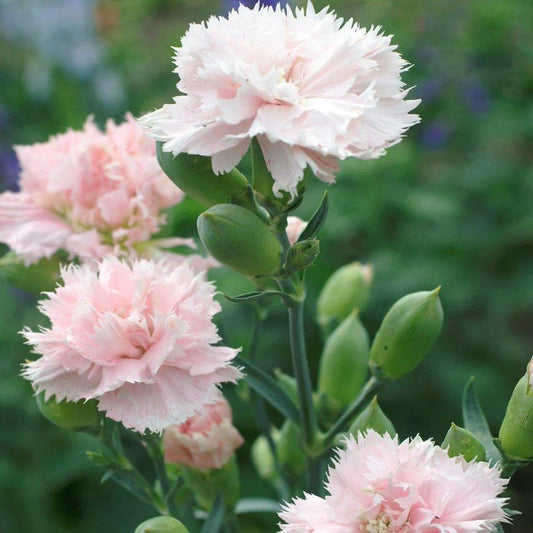 100 Carnation - Chabaud La France Seeds - Seed World